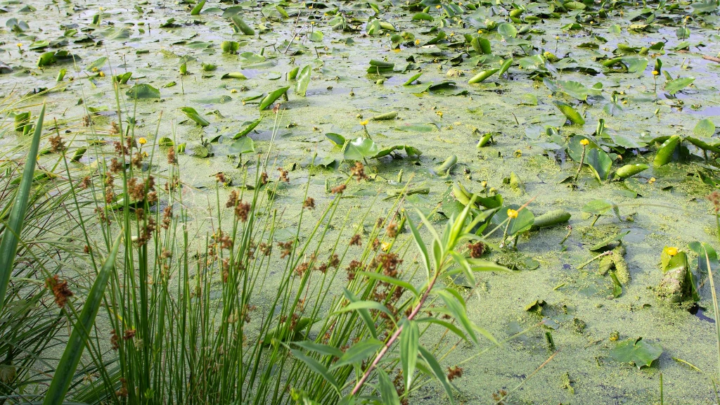 Lago per pesca al black bass a spinning