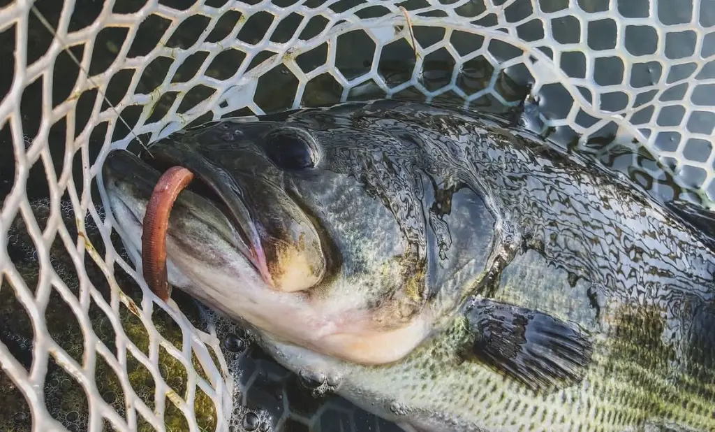 black bass