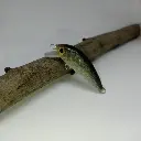 crazyjerk45_baitfish-high.webp