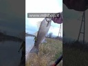 youtube - [Video]
