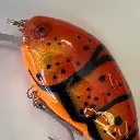 kintasquare-55f-_-red-craw2-high.webp