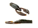 27092024-trudlo-craw-_-tc04-high.webp