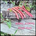 wacky-worm-rosa-fluo-high.webp