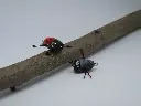 nanopopper_coccinella - Riccardo Bresolin.webp