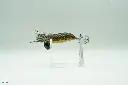 Crazysquid 7'0.webp