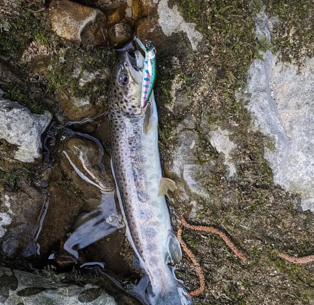 Immagine WhatsApp 2025-10-10 ore 08.55.09_817caf09.webp