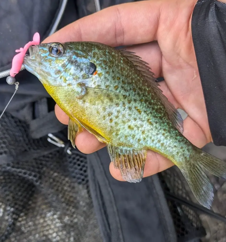 Immagine WhatsApp 2025-10-11 ore 11.48.27_114c3f25.webp