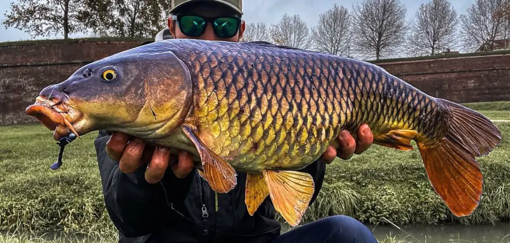 Immagine WhatsApp 2025-10-11 ore 11.48.27_af1c45fa.webp