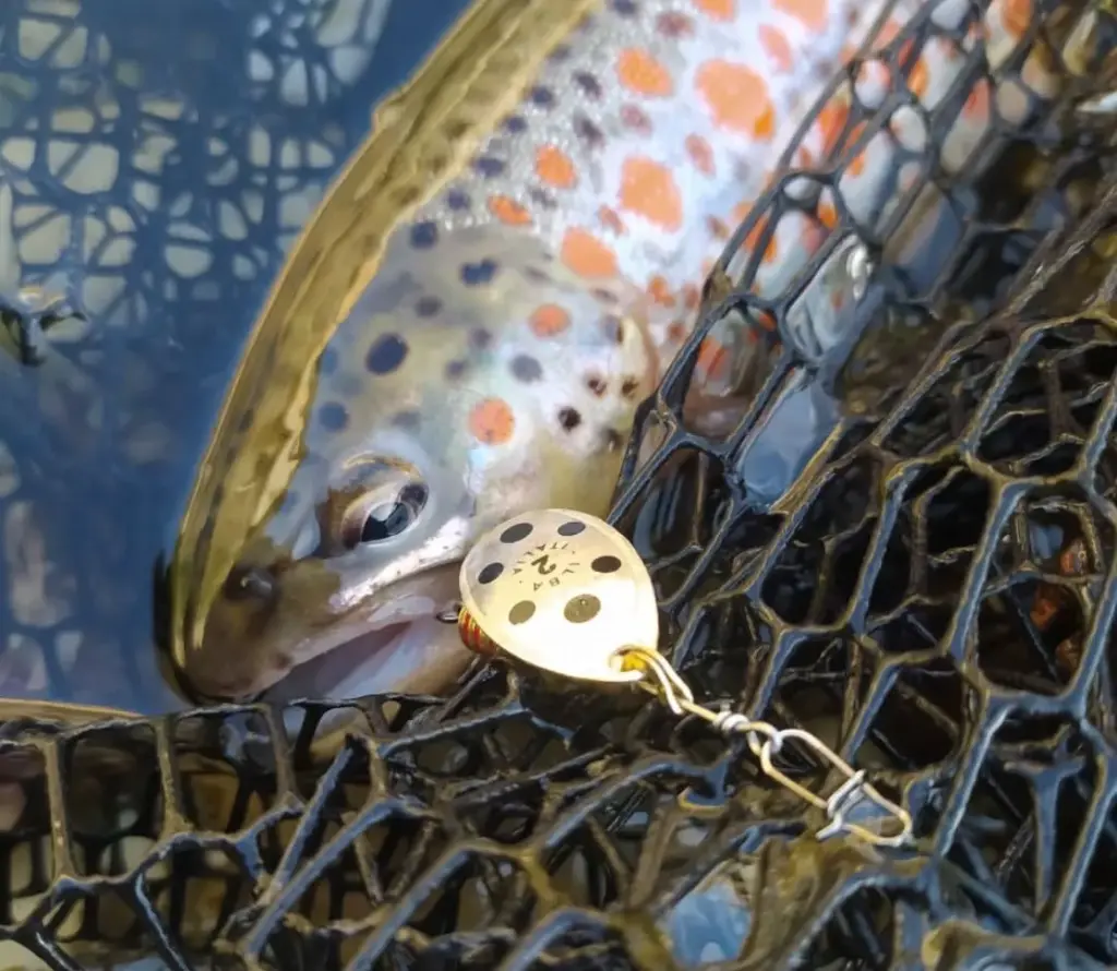 Immagine WhatsApp 2025-10-11 ore 11.48.26_de9c7ce3.webp