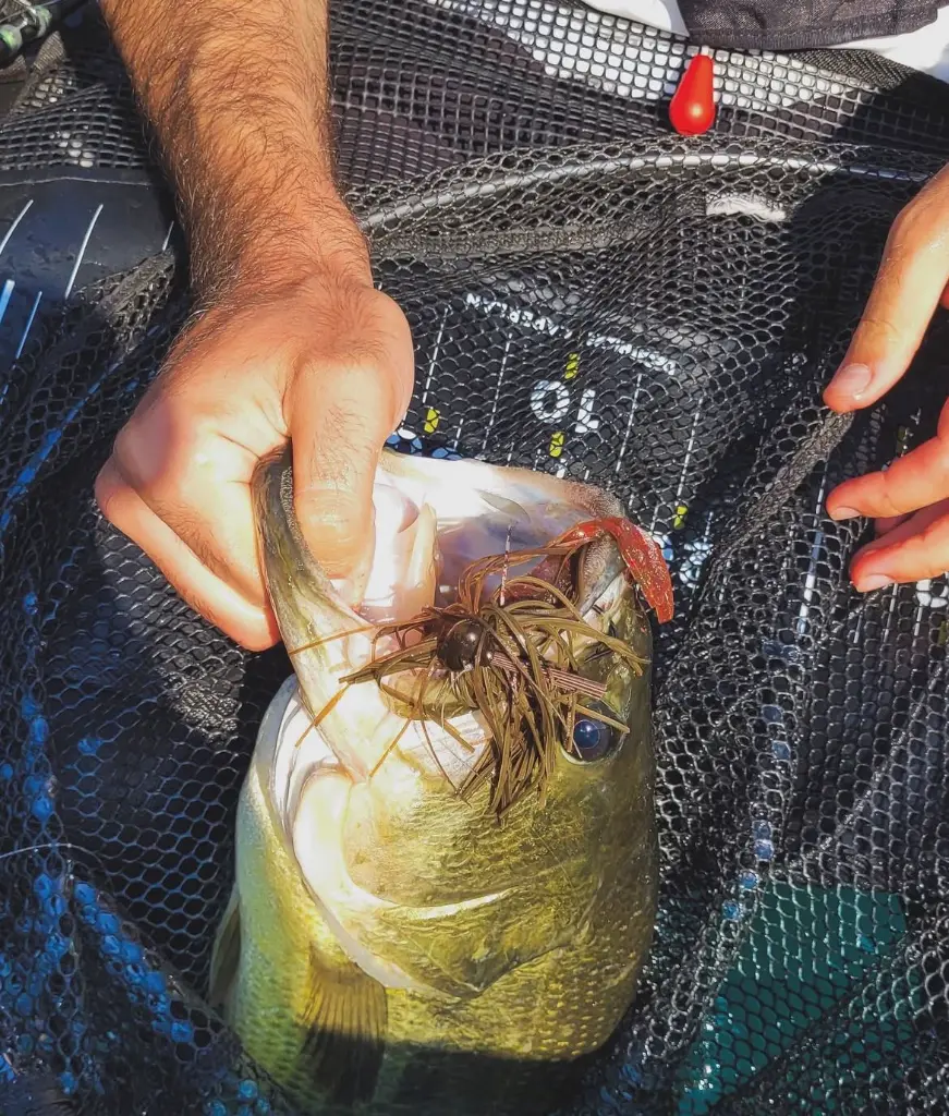 Immagine WhatsApp 2025-10-11 ore 11.48.25_970097a7.webp