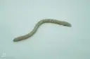 WACKY WORMS (paquet de 10 pièces)